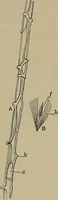 An illustration from The textile fibres; their physical, microscopical, and chemical properties (1904)