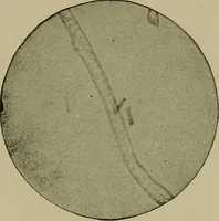An illustration from The textile fibres; their physical, microscopical, and chemical properties (1904)