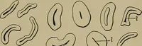 An illustration from The textile fibres; their physical, microscopical, and chemical properties (1904)