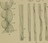 An illustration from The textile fibres; their physical, microscopical, and chemical properties (1904)