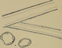 An illustration from The textile fibres; their physical, microscopical, and chemical properties (1904)