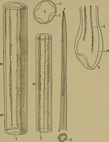 An illustration from The textile fibres; their physical, microscopical, and chemical properties (1904)