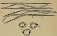 An illustration from The textile fibres; their physical, microscopical, and chemical properties (1904)