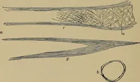 An illustration from The textile fibres; their physical, microscopical, and chemical properties (1904)