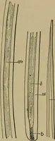 An illustration from The textile fibres; their physical, microscopical, and chemical properties (1904)