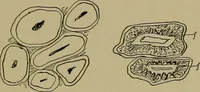 An illustration from The textile fibres; their physical, microscopical, and chemical properties (1904)