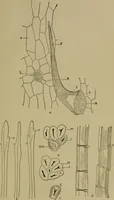 An illustration from The textile fibres; their physical, microscopical, and chemical properties (1904)