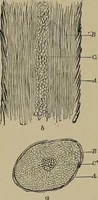 An illustration from The textile fibres; their physical, microscopical, and chemical properties (1904)