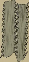 An illustration from The textile fibres; their physical, microscopical, and chemical properties (1904)