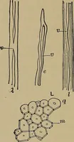 An illustration from The textile fibres; their physical, microscopical, and chemical properties (1904)