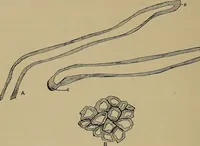 An illustration from The textile fibres; their physical, microscopical, and chemical properties (1904)