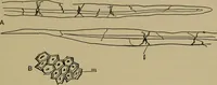 An illustration from The textile fibres; their physical, microscopical, and chemical properties (1904)