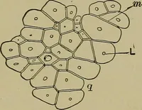 An illustration from The textile fibres; their physical, microscopical, and chemical properties (1904)