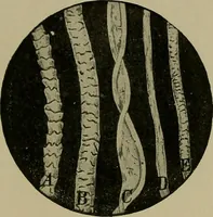 An illustration from The textile fibres; their physical, microscopical, and chemical properties (1904)