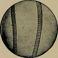 An illustration from The textile fibres; their physical, microscopical, and chemical properties (1904)