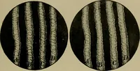 An illustration from The textile fibres; their physical, microscopical, and chemical properties (1904)
