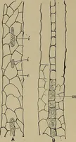 An illustration from The textile fibres; their physical, microscopical, and chemical properties (1904)