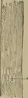 An illustration from The textile fibres; their physical, microscopical, and chemical properties (1904)