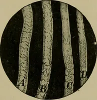 An illustration from The textile fibres; their physical, microscopical, and chemical properties (1904)