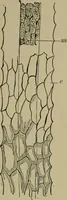 An illustration from The textile fibres; their physical, microscopical, and chemical properties (1904)