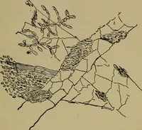 An illustration from The textile fibres; their physical, microscopical, and chemical properties (1904)