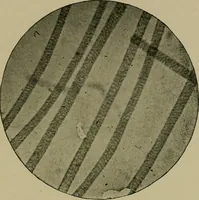 An illustration from The textile fibres; their physical, microscopical, and chemical properties (1904)
