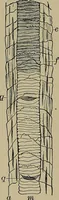 An illustration from The textile fibres; their physical, microscopical, and chemical properties (1904)