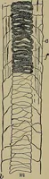 An illustration from The textile fibres; their physical, microscopical, and chemical properties (1904)