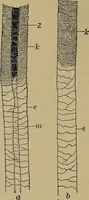 An illustration from The textile fibres; their physical, microscopical, and chemical properties (1904)
