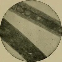 An illustration from The textile fibres; their physical, microscopical, and chemical properties (1904)