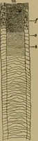 An illustration from The textile fibres; their physical, microscopical, and chemical properties (1904)