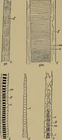 An illustration from The textile fibres; their physical, microscopical, and chemical properties (1904)