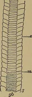 An illustration from The textile fibres; their physical, microscopical, and chemical properties (1904)