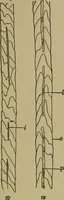 An illustration from The textile fibres; their physical, microscopical, and chemical properties (1904)
