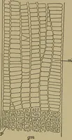 An illustration from The textile fibres; their physical, microscopical, and chemical properties (1904)