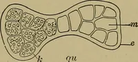 An illustration from The textile fibres; their physical, microscopical, and chemical properties (1904)
