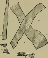 An illustration from The textile fibres; their physical, microscopical, and chemical properties (1904)