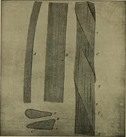 An illustration from The textile fibres; their physical, microscopical, and chemical properties (1904)