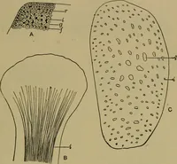 An illustration from The textile fibres; their physical, microscopical, and chemical properties (1904)