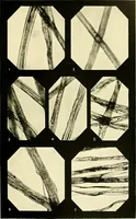 An illustration from The textile industries : a practical guide to fibres, yarns & fabrics in every branch of textile manufacture, including preparation of fibres, spinning, doubling, designing, weaving, bleaching, printing, dyeing and finishing (1910)