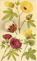 An illustration from The textile industries : a practical guide to fibres, yarns & fabrics in every branch of textile manufacture, including preparation of fibres, spinning, doubling, designing, weaving, bleaching, printing, dyeing and finishing (1910)