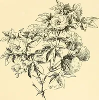 An illustration from The textile industries : a practical guide to fibres, yarns & fabrics in every branch of textile manufacture, including preparation of fibres, spinning, doubling, designing, weaving, bleaching, printing, dyeing and finishing (1910)