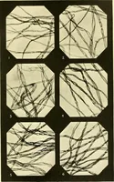 An illustration from The textile industries : a practical guide to fibres, yarns & fabrics in every branch of textile manufacture, including preparation of fibres, spinning, doubling, designing, weaving, bleaching, printing, dyeing and finishing (1910)