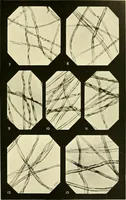 Picture 22 of 80 from The textile industries : a practical guide to fibres, yarns & fabrics in every branch of textile manufacture, including preparation of fibres, spinning, doubling, designing, weaving, bleaching, printing, dyeing and finishing (1910), leaf 124