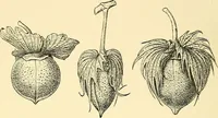 An illustration from The textile industries : a practical guide to fibres, yarns & fabrics in every branch of textile manufacture, including preparation of fibres, spinning, doubling, designing, weaving, bleaching, printing, dyeing and finishing (1910)