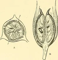 An illustration from The textile industries : a practical guide to fibres, yarns & fabrics in every branch of textile manufacture, including preparation of fibres, spinning, doubling, designing, weaving, bleaching, printing, dyeing and finishing (1910)