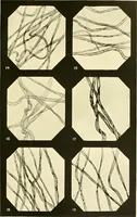 An illustration from The textile industries : a practical guide to fibres, yarns & fabrics in every branch of textile manufacture, including preparation of fibres, spinning, doubling, designing, weaving, bleaching, printing, dyeing and finishing (1910)
