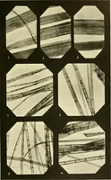 An illustration from The textile industries : a practical guide to fibres, yarns & fabrics in every branch of textile manufacture, including preparation of fibres, spinning, doubling, designing, weaving, bleaching, printing, dyeing and finishing (1910)