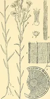 An illustration from The textile industries : a practical guide to fibres, yarns & fabrics in every branch of textile manufacture, including preparation of fibres, spinning, doubling, designing, weaving, bleaching, printing, dyeing and finishing (1910)