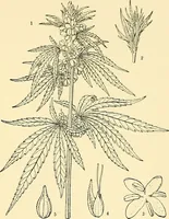 An illustration from The textile industries : a practical guide to fibres, yarns & fabrics in every branch of textile manufacture, including preparation of fibres, spinning, doubling, designing, weaving, bleaching, printing, dyeing and finishing (1910)